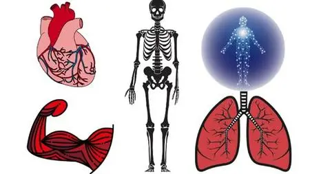 Anatomy And Physiology Fundamentals