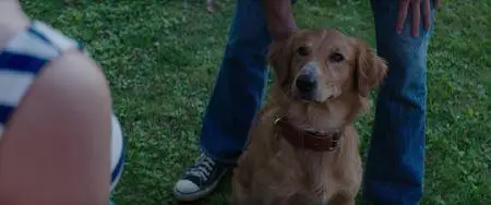 A Dog's Purpose (2017)