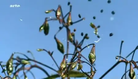 (Arte) La force cachée des plantes (2011)