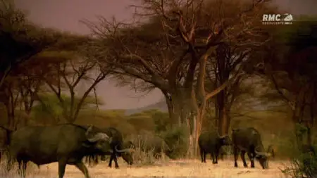 Au Royaume Des Lions (2011)