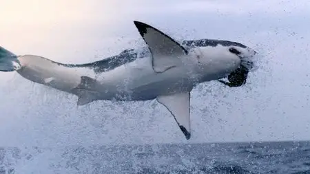 BBC - Shark: Beneath the Surface (2015)
