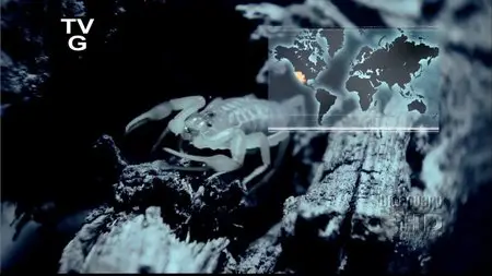 Discovery Channel - The Scorpions Tale (2006)