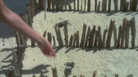Foxtrot (1976)