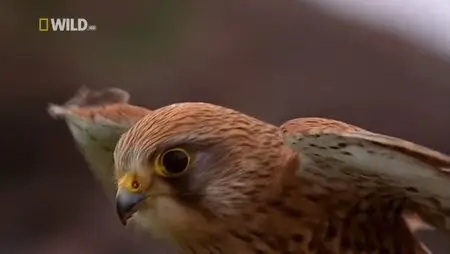National Geographic - World's Deadliest: Predator Superpowers
