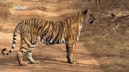 National Geographic - Tiger's Revenge (2015)