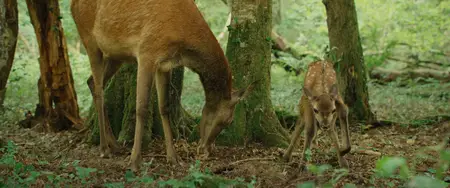 Bambi: A Tale of Life in the Woods (2024)