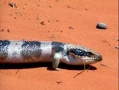 Золотой глобус. 11. Австралия