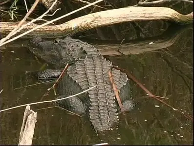 Золотой глобус. 24. Флорида