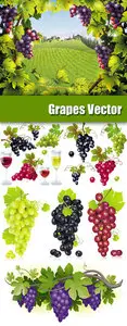 Red, White & Black Grapes Vector
