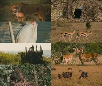 Animals in Love / Les Animaux Amoureux (2007)