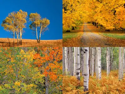 Wallpaper Pack #78