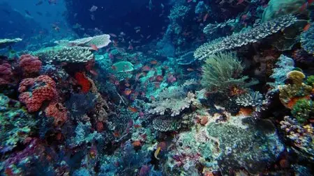 IMAX - Under the Sea (2009) (Repost)