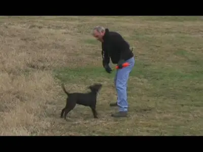 Training a Retriever Puppy with Bill Hillman