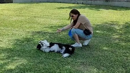 Puppy Training - From Zero To Hero