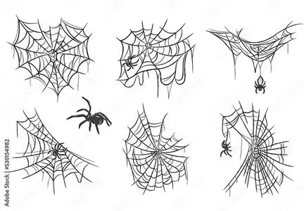 Spider Web Illustrations 530154982