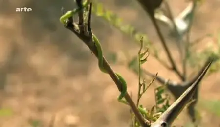 (Arte) La force cachée des plantes (2011)