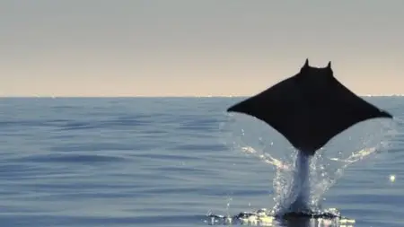 BBC - Shark: Beneath the Surface (2015)