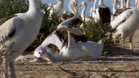 PBS - Nature: Outback Pelicans (2011)