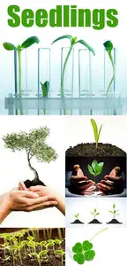 Stock images - Seedlings
