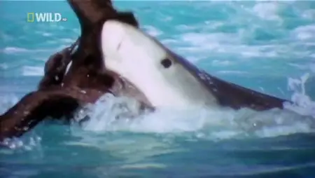 National Geographic - World's Deadliest: Predator Superpowers