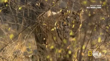 National Geographic - Tiger's Revenge (2015)