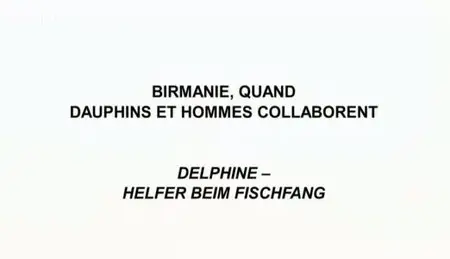 (Arte) Birmanie, quand dauphins et hommes collaborent (2011)