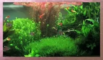 Screensaver Aquarium Real Life 13