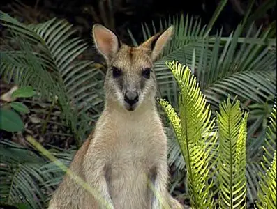 Золотой глобус. 11. Австралия