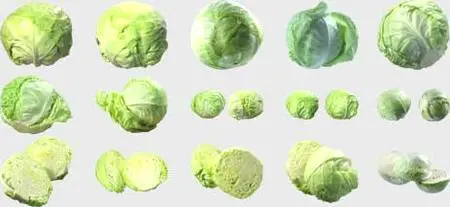 Izosoft mc004 - Cabbage