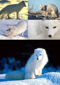 Arctic Fox