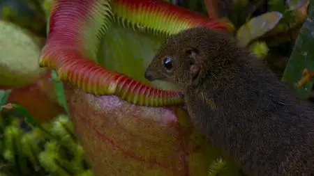 Eden: Untamed Planet (2021)
