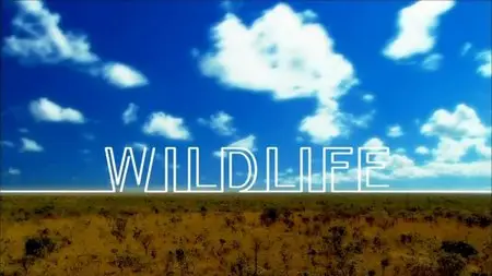 NHK WILDLIFE - Rainforest Warriors: Army Ants (2009)