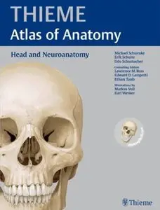 Head and Neuroanatomy [Repost]
