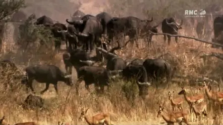 Au Royaume Des Lions (2011)