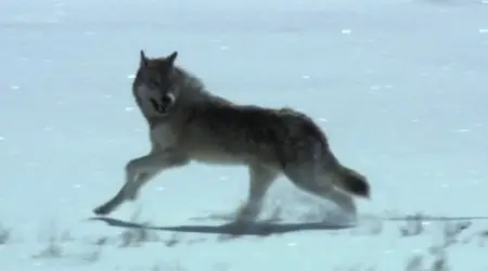 BBC - Land of the Lost Wolves (All 2 Episodes) (2012)