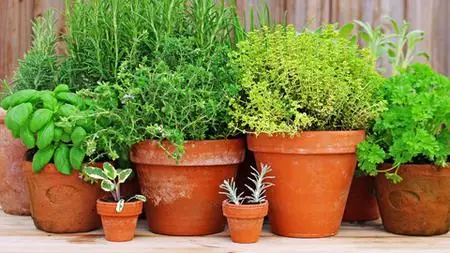 Harvesting, Drying And Storing Herbs