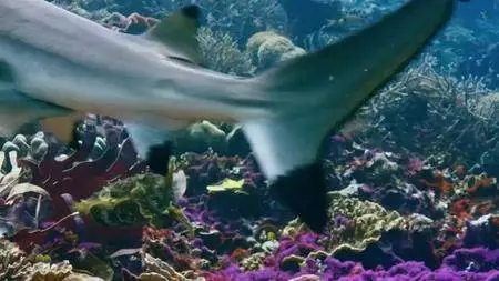 BBC - Blue Planet II Part 3: Coral Reefs (2017)