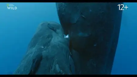 NG. - Titans of the Sea: A Family Affair (2021)