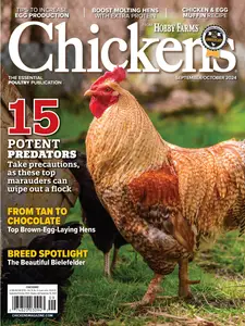 Chickens - September-October 2024