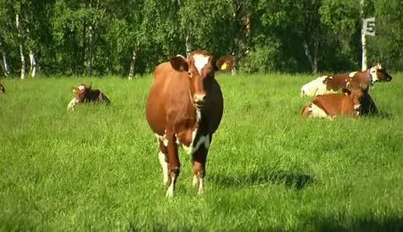 (Fr5) Laponie norvégienne, la magie du chant (2011)