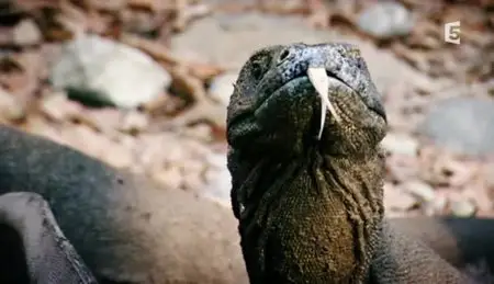 (Fr5) La morsure du dragon de Komodo (2012)