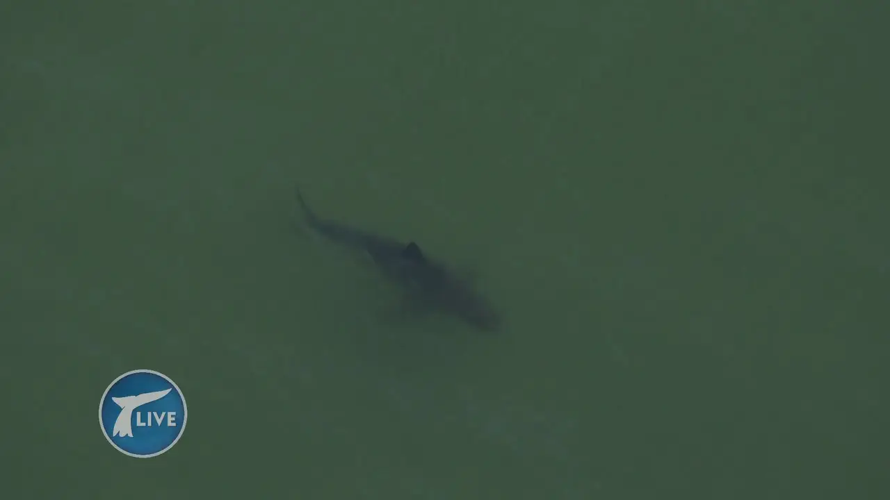 Big Blue Live S01E02 (2015)