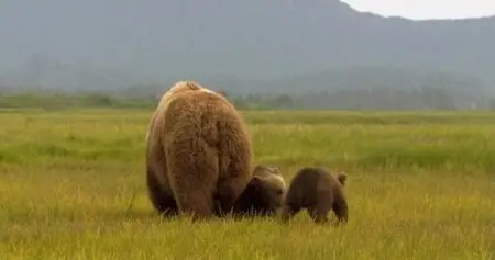 Nature: Bears of the Last Frontier (2011)