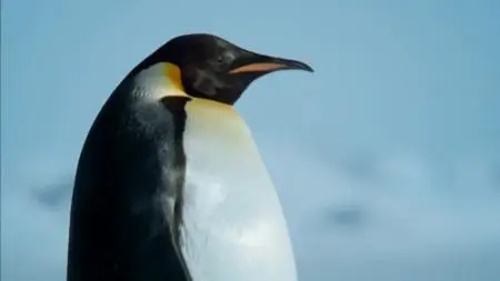 BBC - Earth from Space Series 1 (2019)