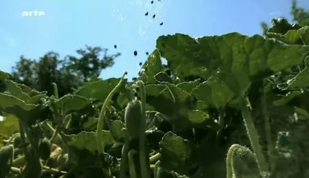 (Arte) La force cachée des plantes (2011)