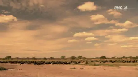 Au Royaume Des Lions (2011)