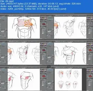 Anatomy for Illustrators