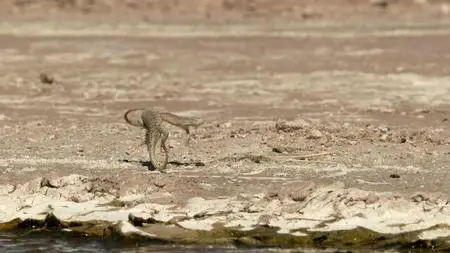 Life on Our Planet S01E04