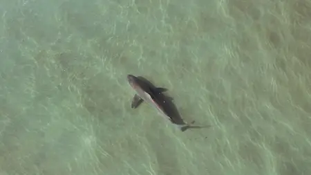 Sharks Up Close with Bertie Gregory (2025)