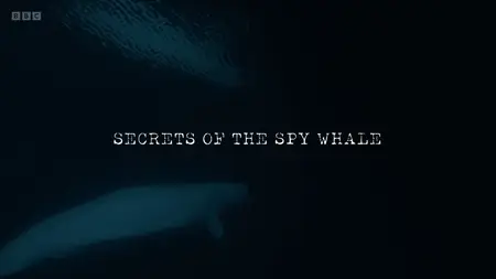 BBC - Secrets of the Spy Whale (2024)